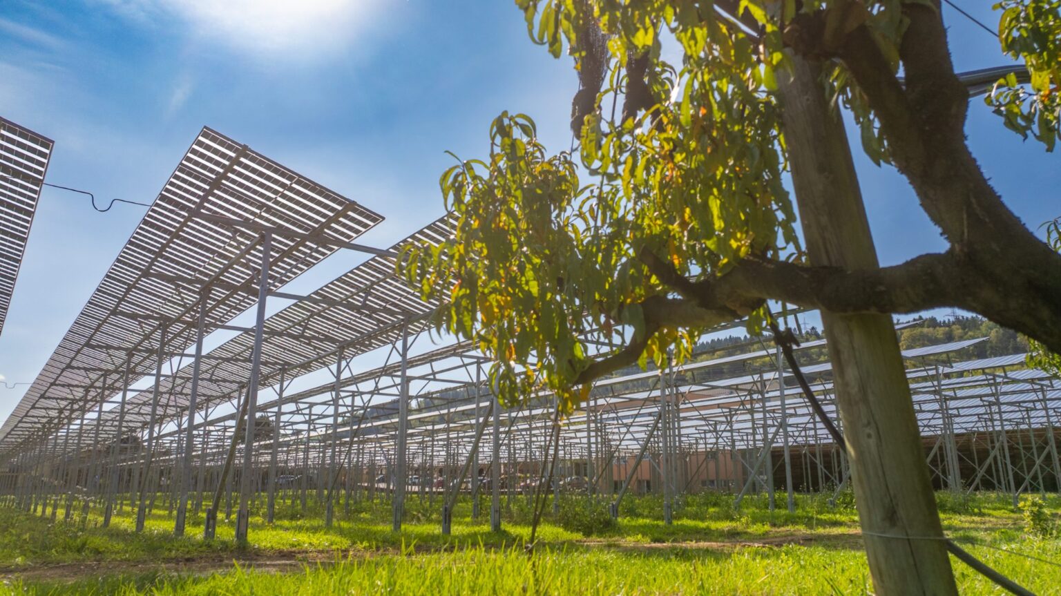 Aufgeständerte Photovoltaikanlage über einer Wiese mit Obstbaum im Vordergrund